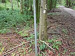 Alpenrosenweg-Rundwanderung - Image 4